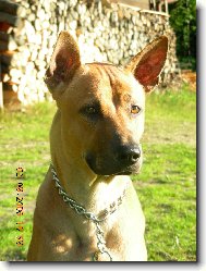 Thajsk Ridgeback