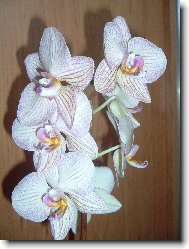 Orchidej