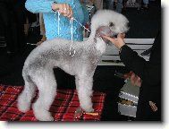 Bedlington terier