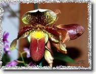 Paphiopedilum