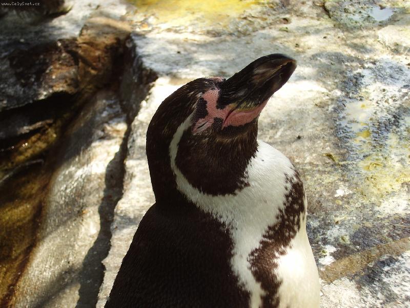 Foto: Sn�c� tu���k