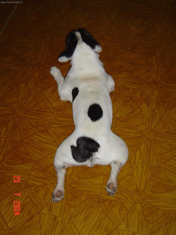 Foto: Poloha zvan� "pe��nka"