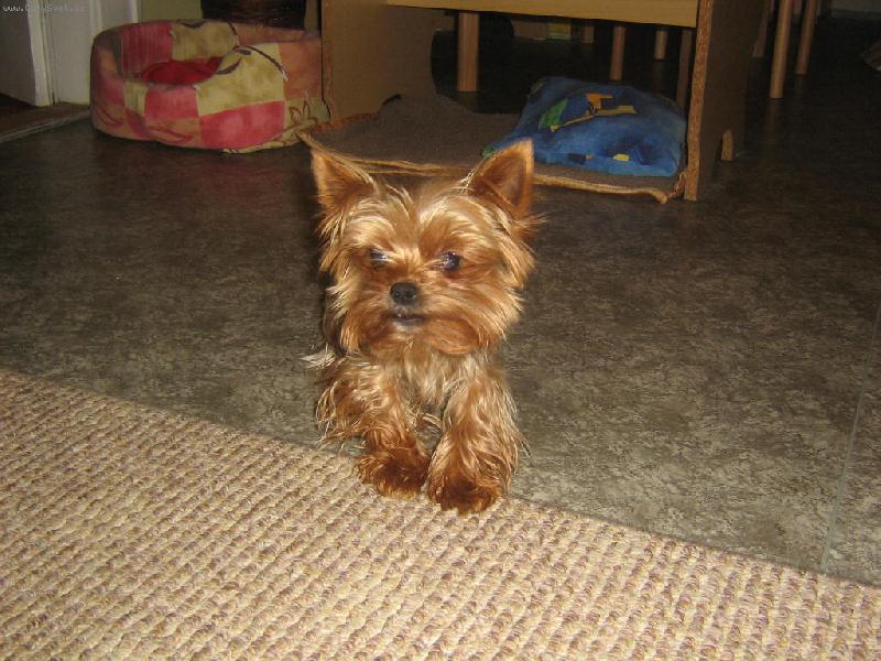 Foto: Mini�ek-Tohle je muj pejs��ek.Jsou mu 2 roky a pro zajimavost je to pes.Vsichni se se mnouhadaji,ze je fenka,ale je pes.............