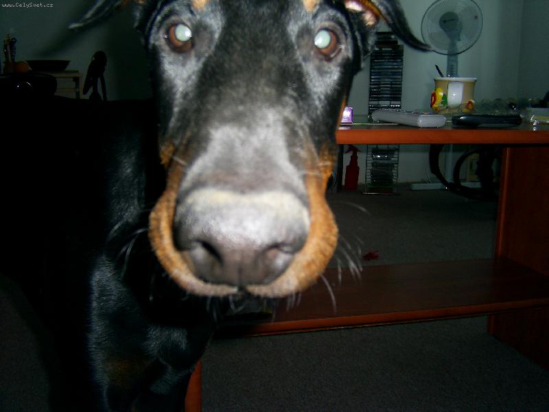 Foto: Zdarec lidi�ky!!-moje zlat��ko