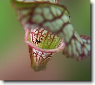 Sarracenia leucophylla