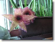 Stapelia Gigantea