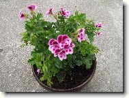 Pelargonie