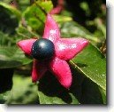 Blahoke, klerodendrum