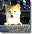 Shiba