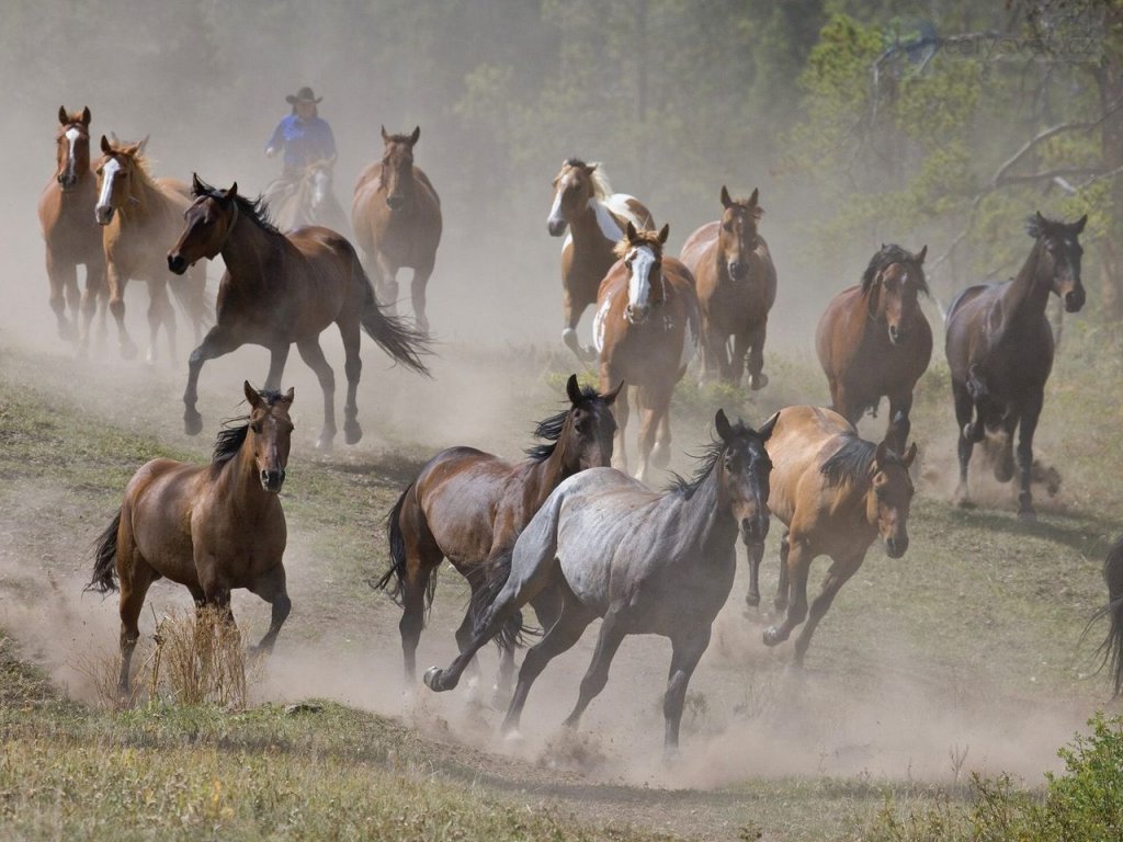 Foto: Horse Roundup, Montana