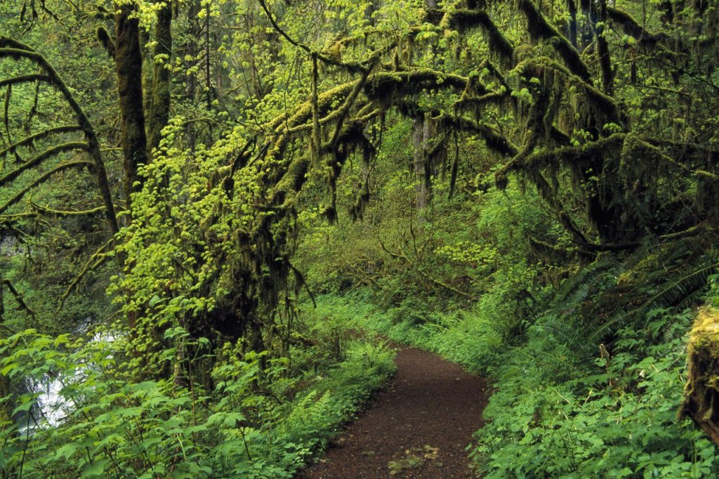 Foto: Trail Through The Woods, Silver Creek Falls, Oregon