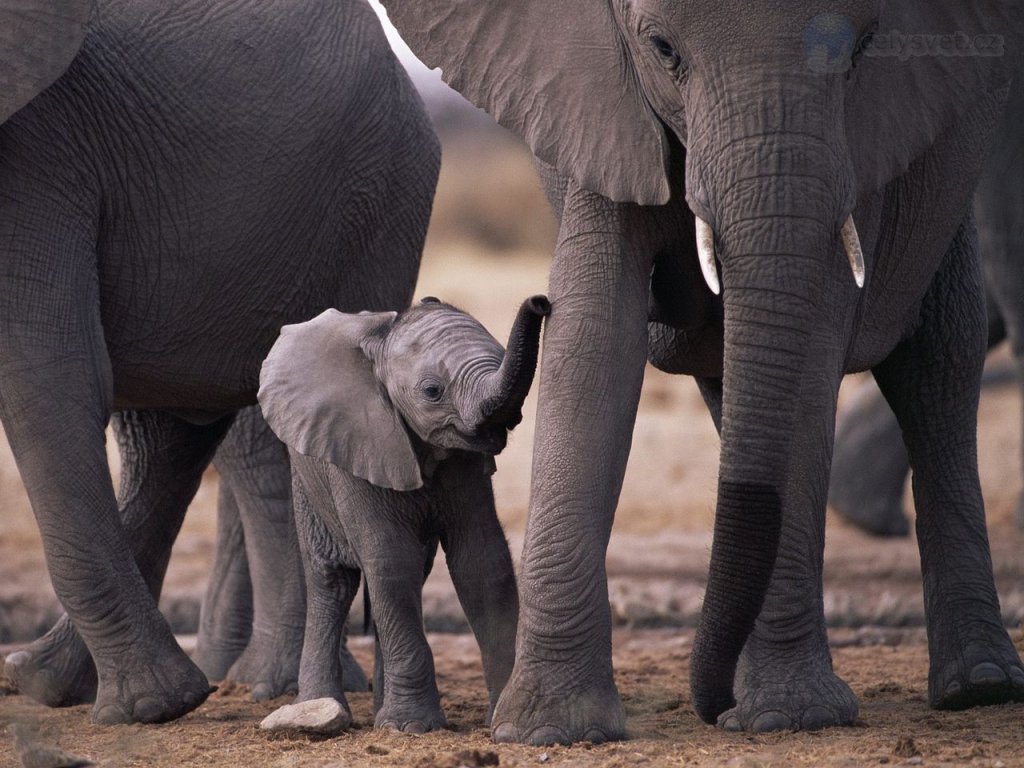 Foto: African Elephant Calf With Herd, Etosha National Park, Namibia