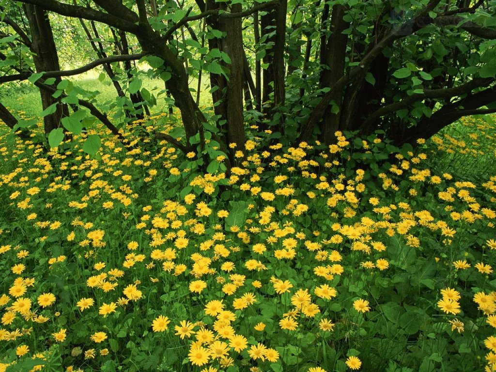 Foto: Flowering Leopardsbane, Scotland