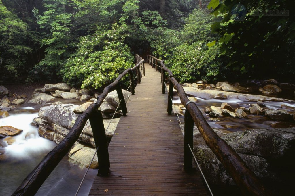 Foto: Footbridge And Rhododendrons, Great Smoky Mountains National Park, Tennessee