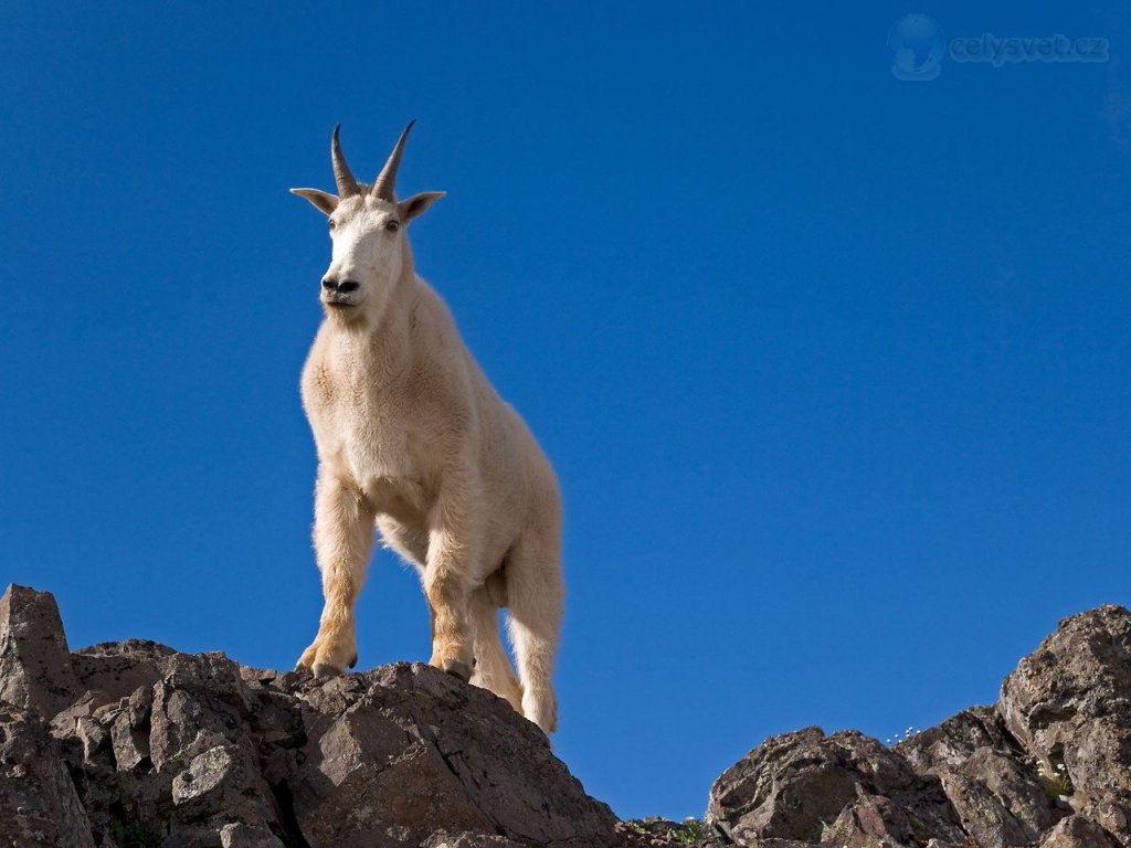 Foto: Mountain Goat, Klahhane Ridge, Olympic National Park, Washington