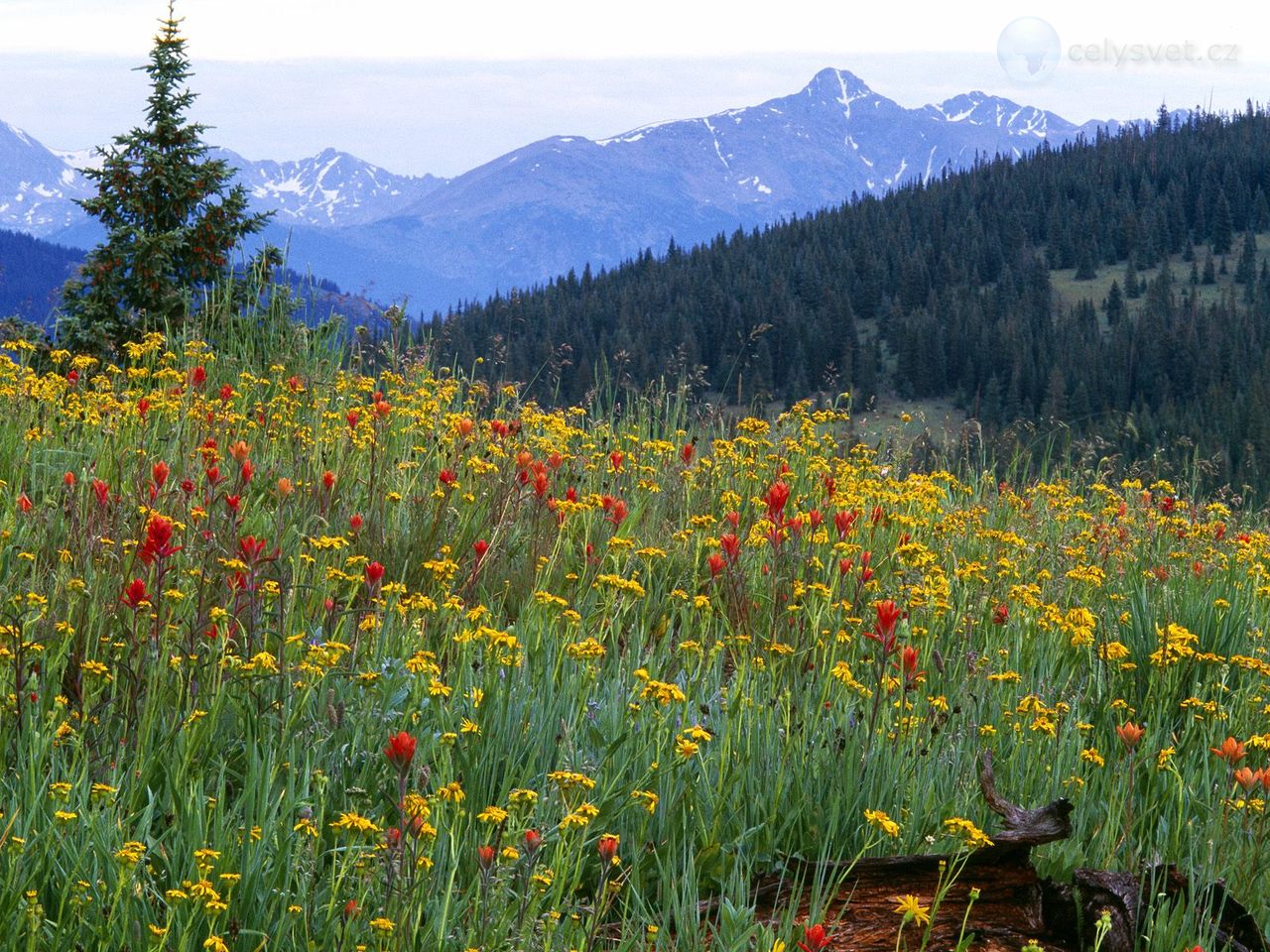 Foto: Wildflowers, Shrine Pass, Colorado