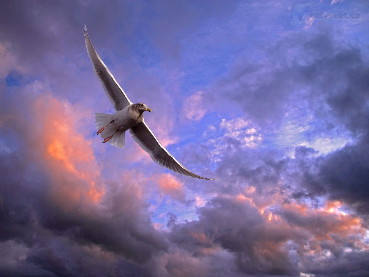 Foto: Soaring Gull, Puget Sound, Washington