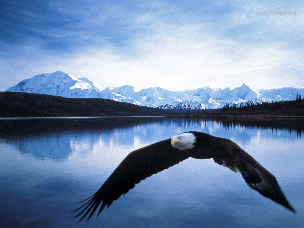 Foto: Bald Eagle In Flight, Denali National Park, Alaska