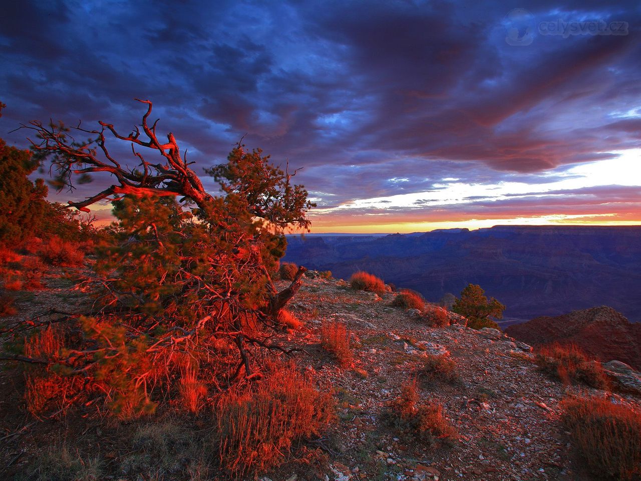 Foto: Blushing Bush, Navajo Point, Grand Canyon National Park, Arizona