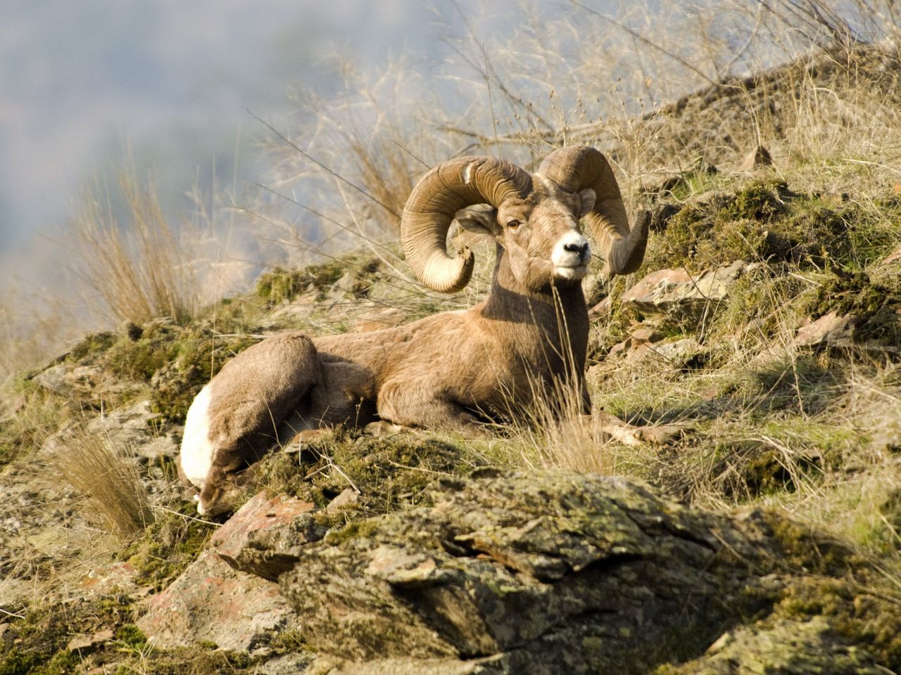 Foto: Rocky Mountain Bighorn Sheep, Montana