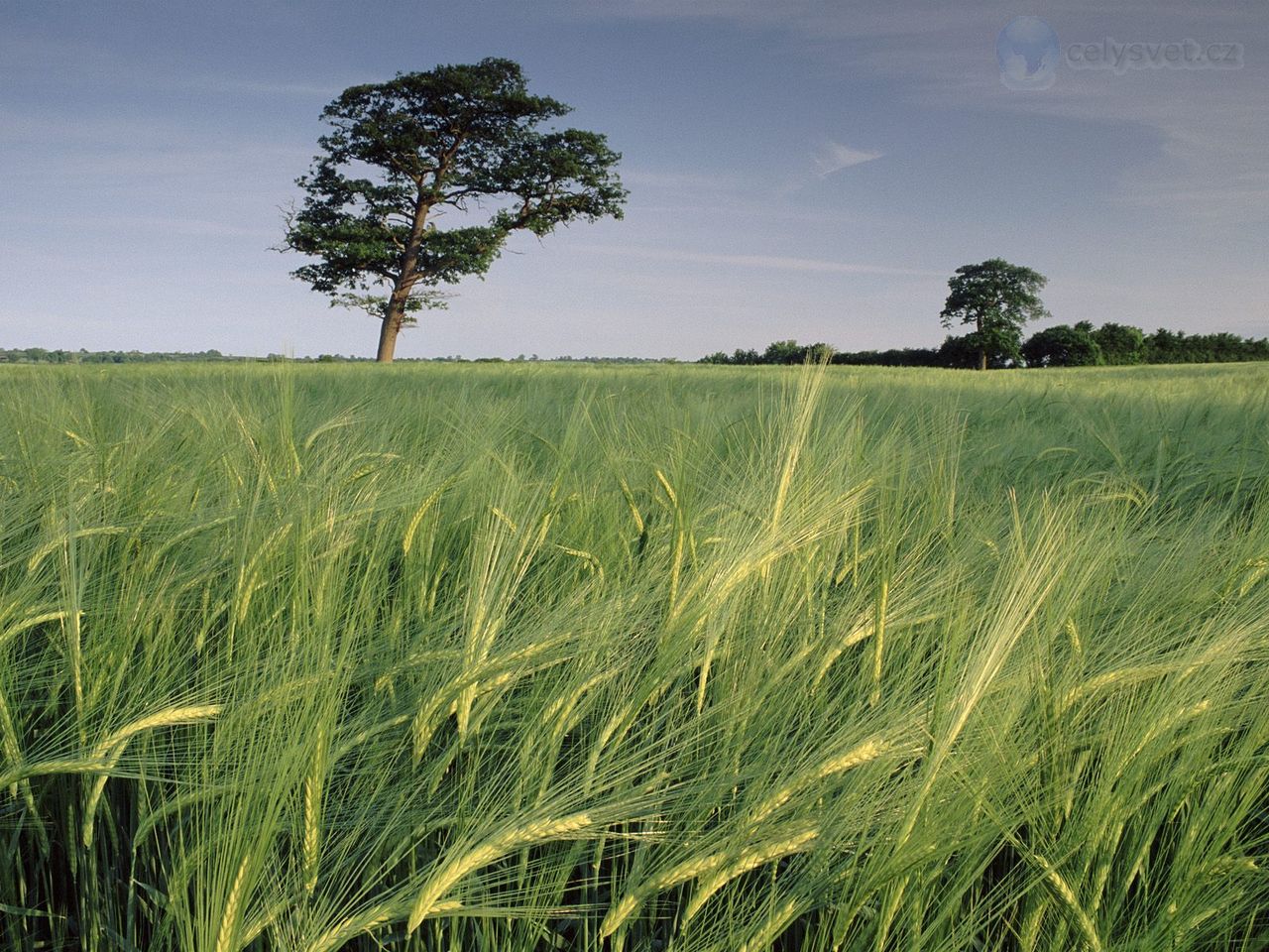 Foto: Barley Field, North Somerset, United Kingdom