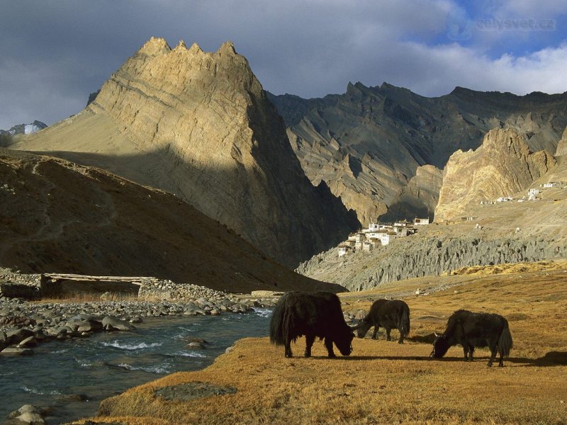 Foto: Grazing Yaks, Near Photoskar Village, Ladakh, India