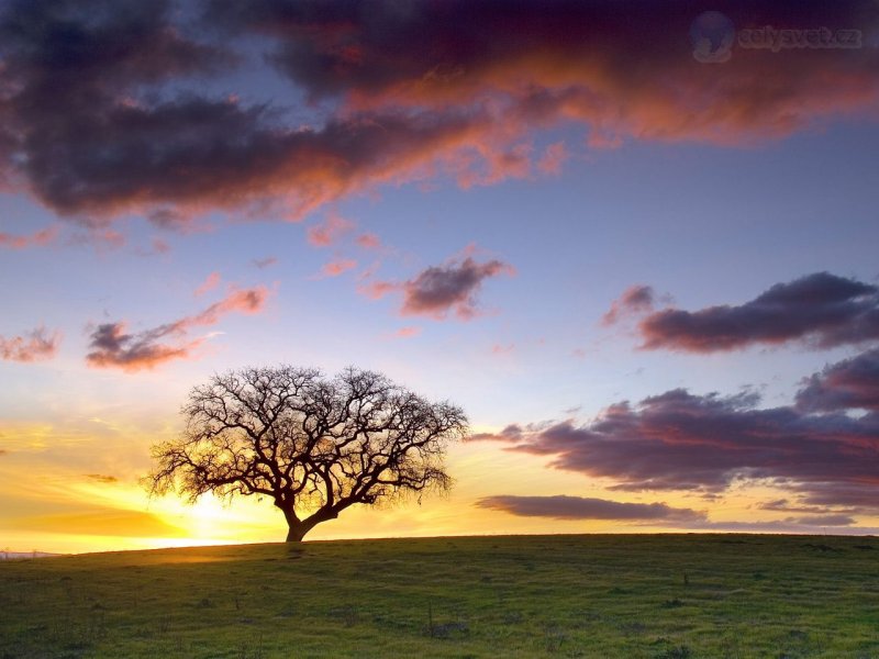 Foto: Lone Tree Hills, Paso Robles, California