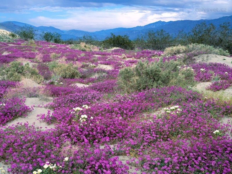 Foto: Sand Verbena And Dune Evening Primrose, Anza Borrego Desert State Park, California