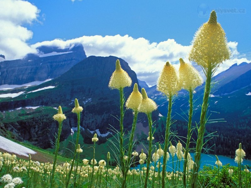 Foto: Beargrass, Grinnell Lake, Glacier National Park, Montana