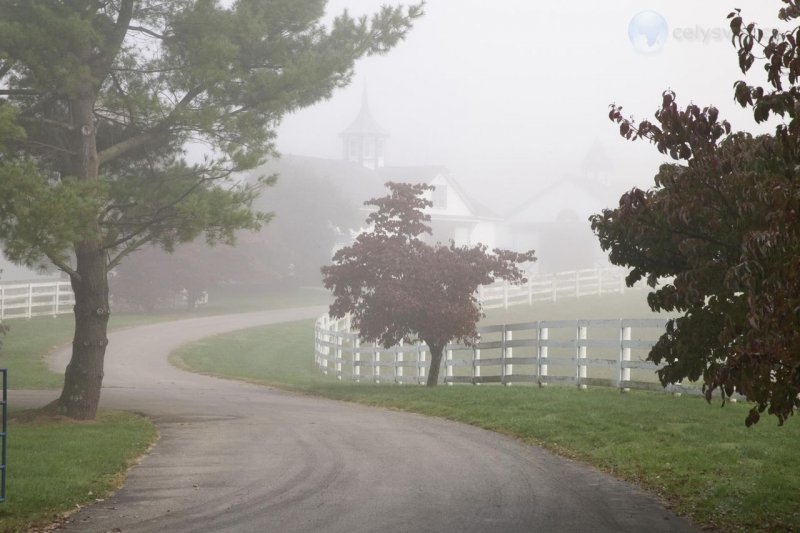 Foto: Manchester Horse Farm On A Foggy Morning, Lexington, Kentucky