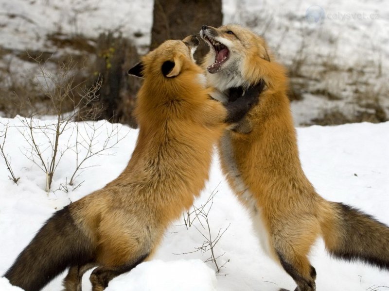 Foto: Red Foxes, Montana