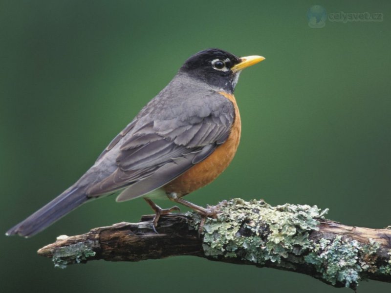 Foto: American Robin, Louisville, Kentucky