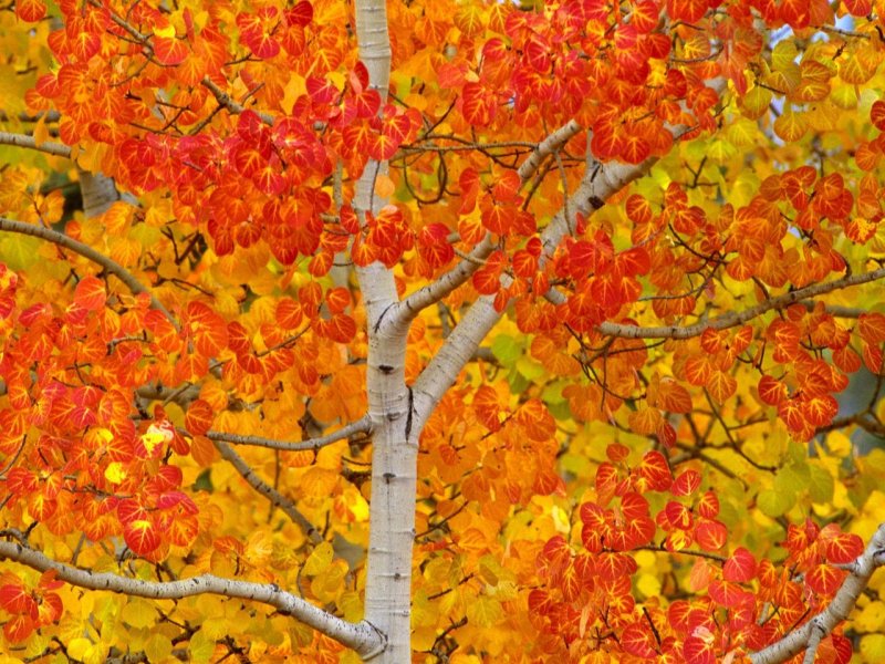 Foto: Young Aspen Turning Color, Yukon, Canada