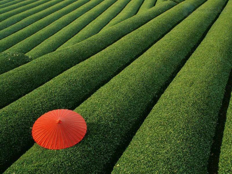 Foto: Tea Fields, Japan