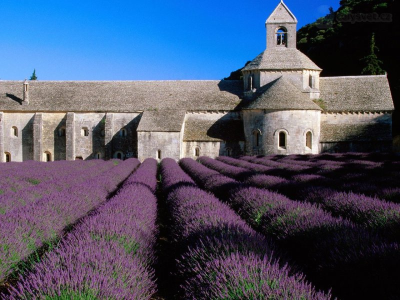 Foto: Lavender Field, Abbey Of Senanque, Near Gordes, Provence, France