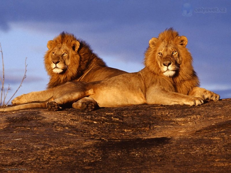 Foto: African Lions, Masai Mara, Kenya