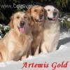 Chovatelska stanice ps: ARTEMIS GOLD